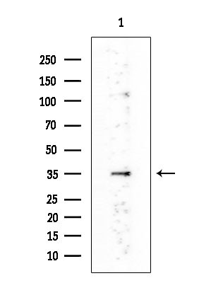 MARCH3 Antibody in Western Blot (WB)