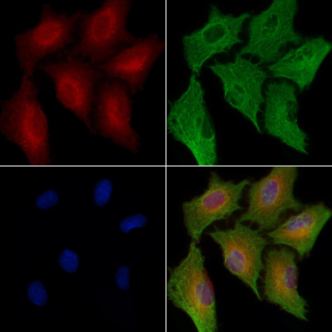 GGH Antibody in Immunocytochemistry (ICC/IF)