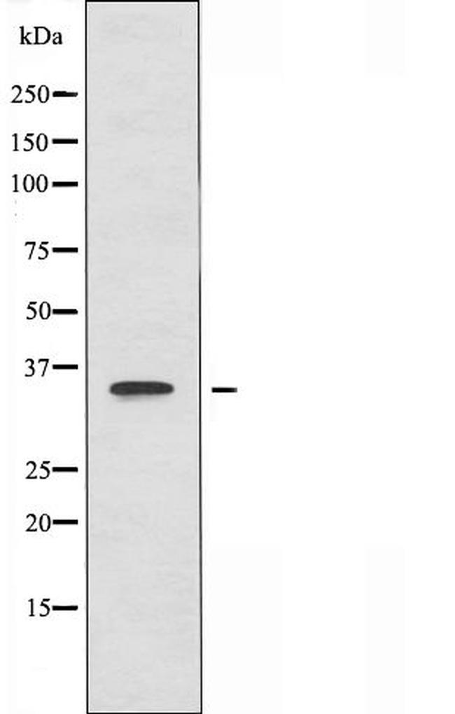 GGH Antibody in Western Blot (WB)