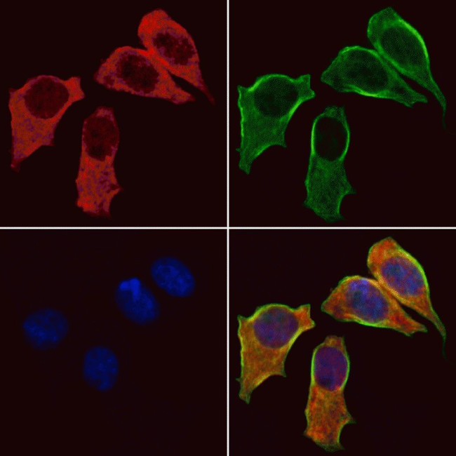 GCP6 Antibody in Immunocytochemistry (ICC/IF)