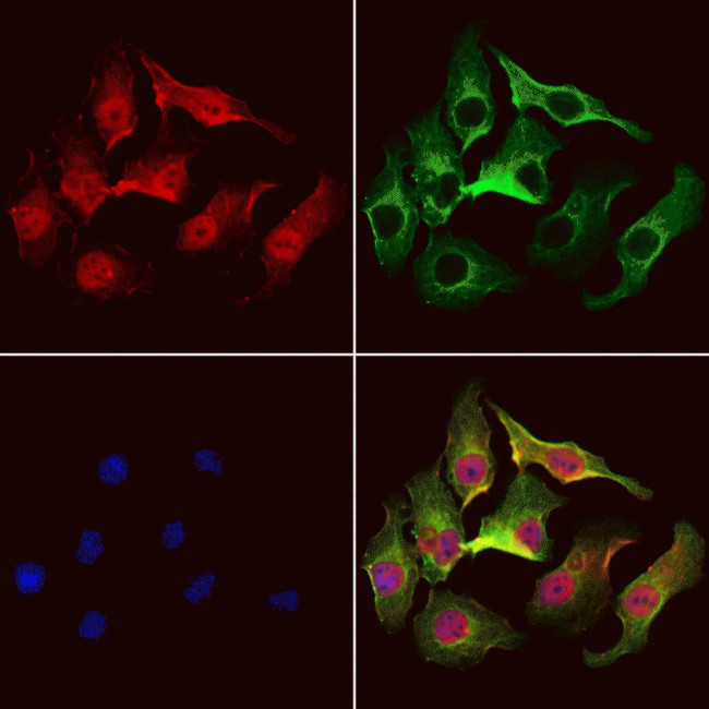 TSTA3 Antibody in Immunocytochemistry (ICC/IF)