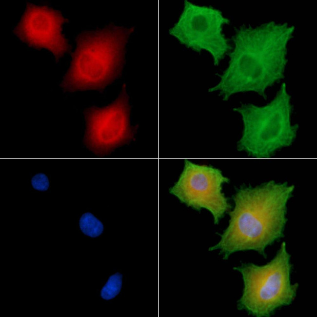 LILRA2 Antibody in Immunocytochemistry (ICC/IF)