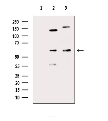 LILRA2 Antibody in Western Blot (WB)