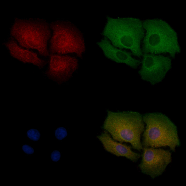 LRP3 Antibody in Immunocytochemistry (ICC/IF)