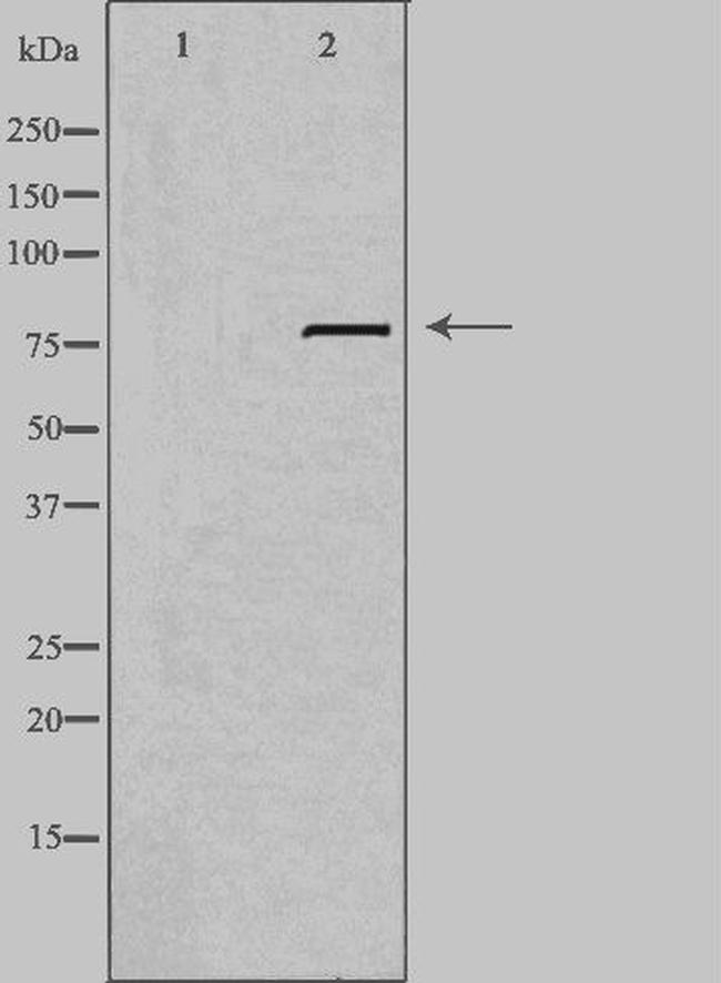 LRP3 Antibody in Western Blot (WB)