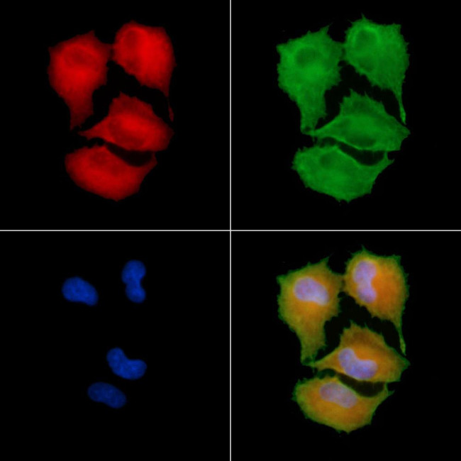 CTAGE5 Antibody in Immunocytochemistry (ICC/IF)