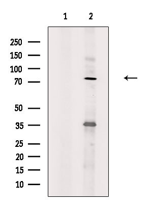 MAP9 Antibody in Western Blot (WB)