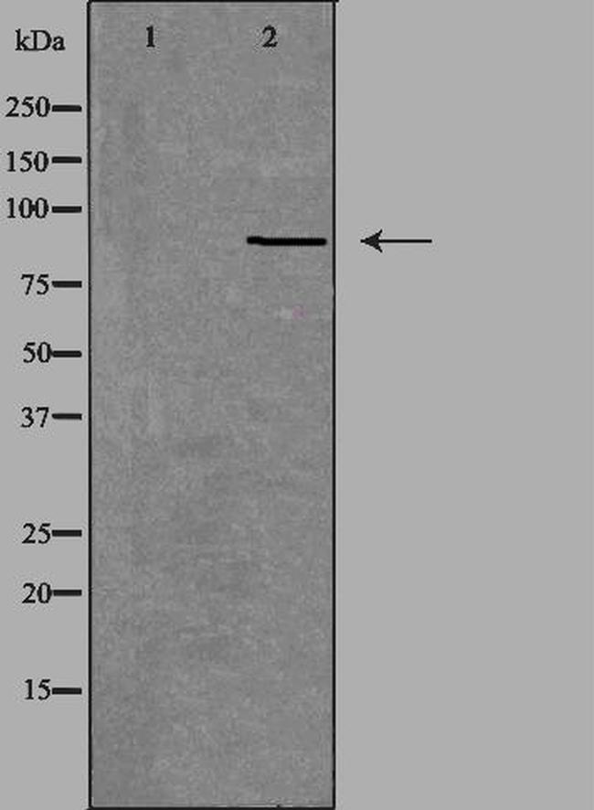 NOX5 Antibody in Western Blot (WB)