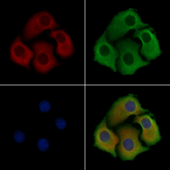 NPDC1 Antibody in Immunocytochemistry (ICC/IF)