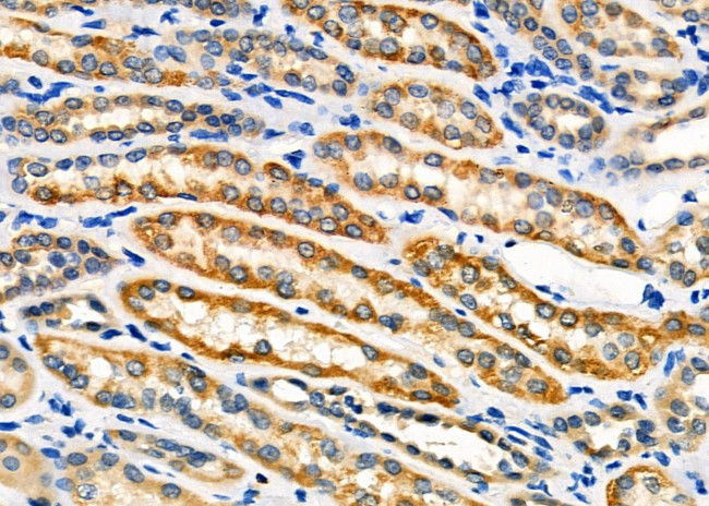 NXPH1 Antibody in Immunohistochemistry (Paraffin) (IHC (P))