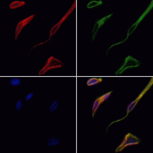 NXPH4 Antibody in Immunocytochemistry (ICC/IF)