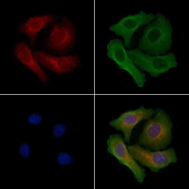 Neuromedin U-8 Antibody in Immunocytochemistry (ICC/IF)