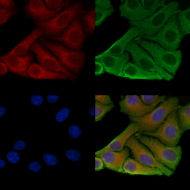 NSG1 Antibody in Immunocytochemistry (ICC/IF)