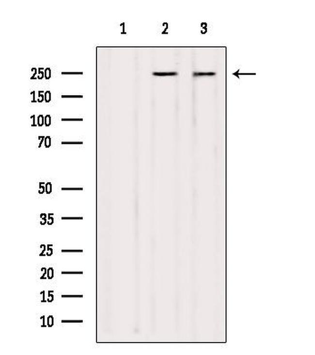 NuMA Antibody in Western Blot (WB)