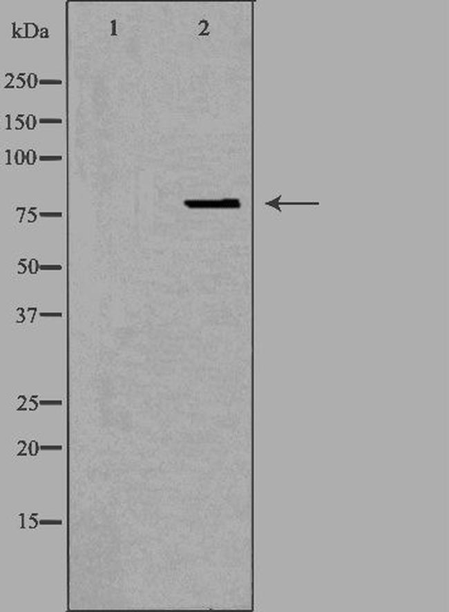 OGFR Antibody in Western Blot (WB)