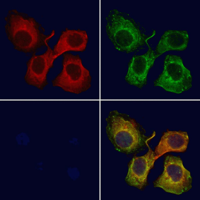 SLC22A3 Antibody in Immunocytochemistry (ICC/IF)