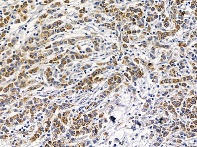 PHACTR4 Antibody in Immunohistochemistry (Paraffin) (IHC (P))