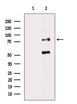 PHACTR4 Antibody in Western Blot (WB)