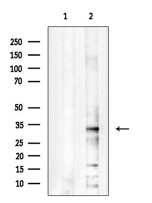 PITPNB Antibody in Western Blot (WB)