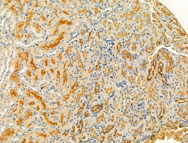 Protein C Inhibitor Antibody in Immunohistochemistry (Paraffin) (IHC (P))