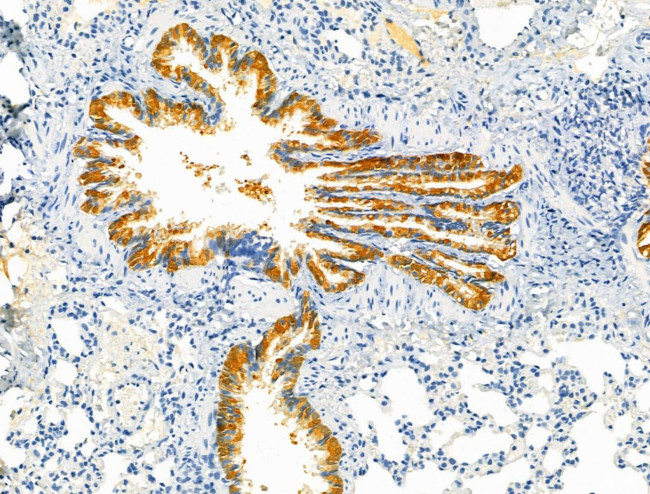 Protein C Inhibitor Antibody in Immunohistochemistry (Paraffin) (IHC (P))