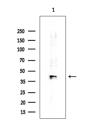 PABPC5 Antibody in Western Blot (WB)