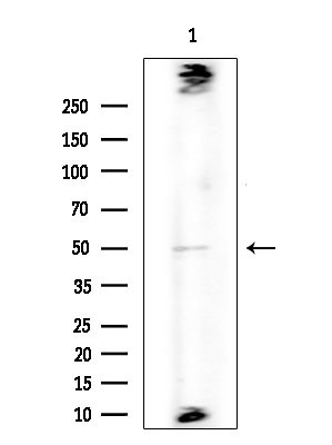 PABPC5 Antibody in Western Blot (WB)