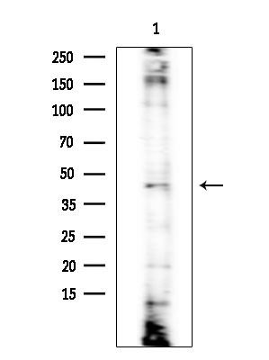 KCNK15 Antibody in Western Blot (WB)