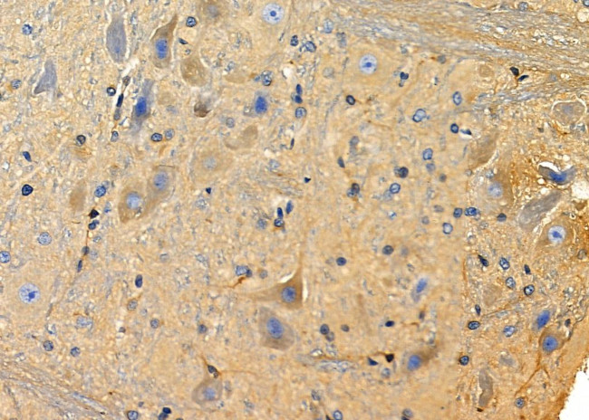 KCNF1 Antibody in Immunohistochemistry (Paraffin) (IHC (P))