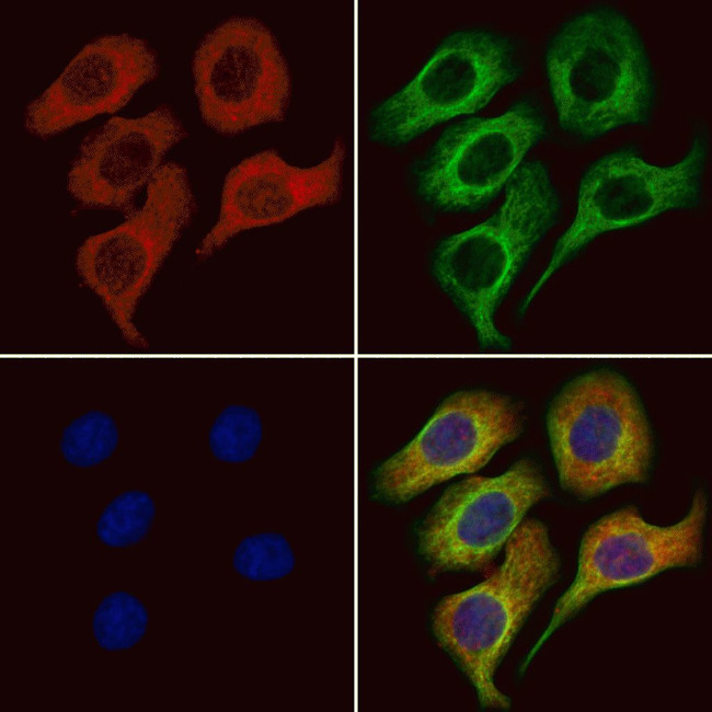 KCNQ5 Antibody in Immunocytochemistry (ICC/IF)