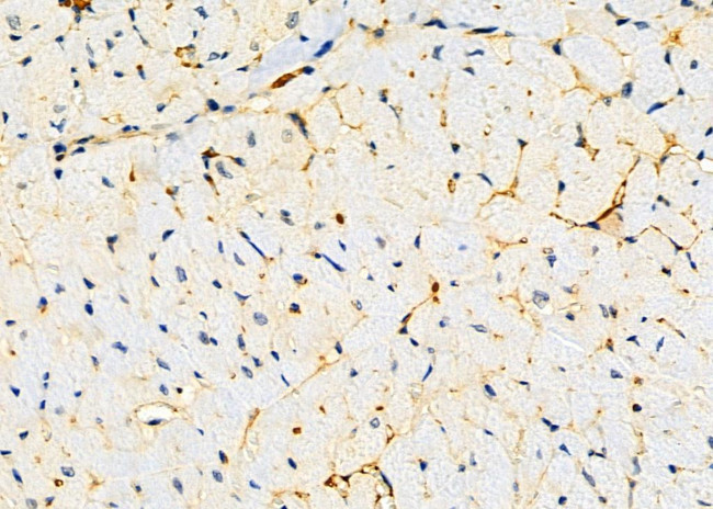 KCNS2 Antibody in Immunohistochemistry (Paraffin) (IHC (P))