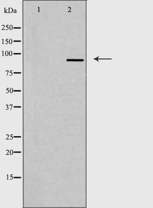 Gemin 3 Antibody in Western Blot (WB)