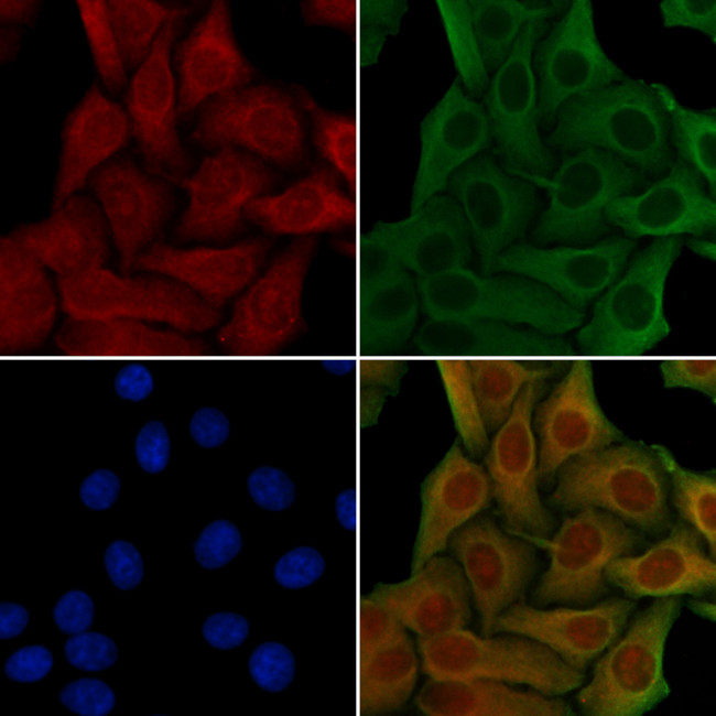 NDRG3 Antibody in Immunocytochemistry (ICC/IF)