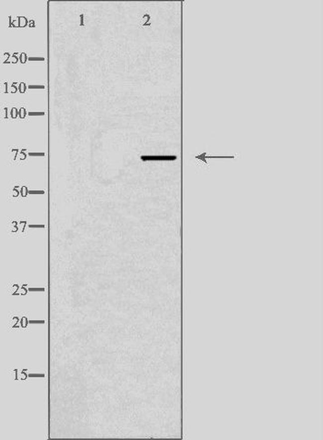 SSH3 Antibody in Western Blot (WB)