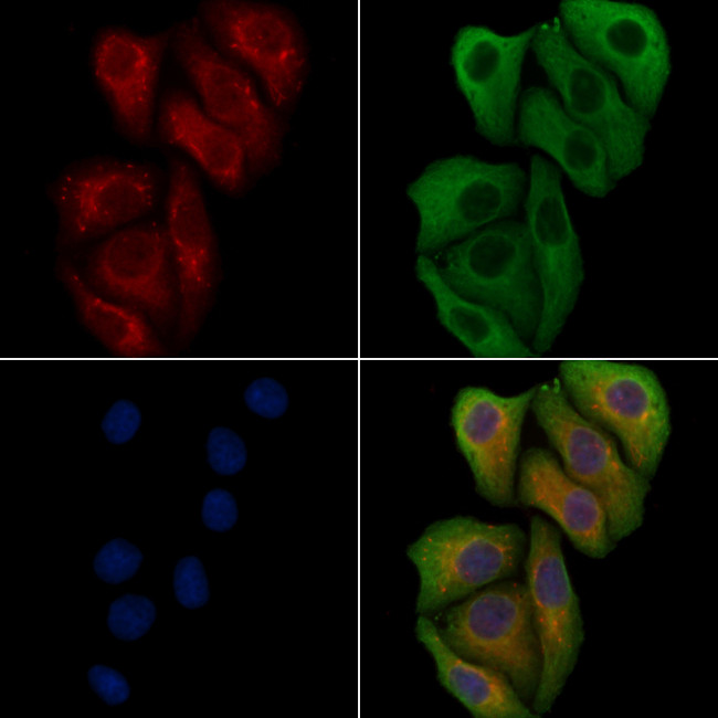 APOBEC4 Antibody in Immunocytochemistry (ICC/IF)