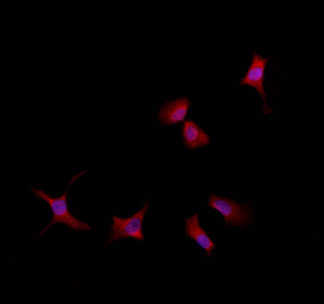 RABEP2 Antibody in Immunocytochemistry (ICC/IF)