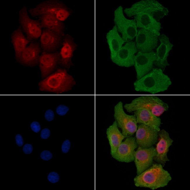 RANBP6 Antibody in Immunocytochemistry (ICC/IF)