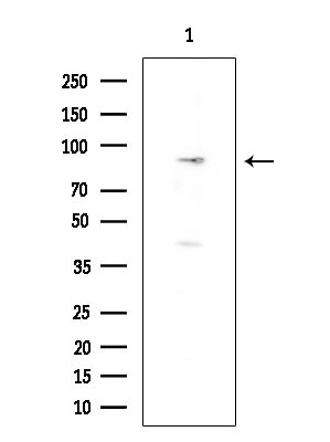 RASA3 Antibody in Western Blot (WB)