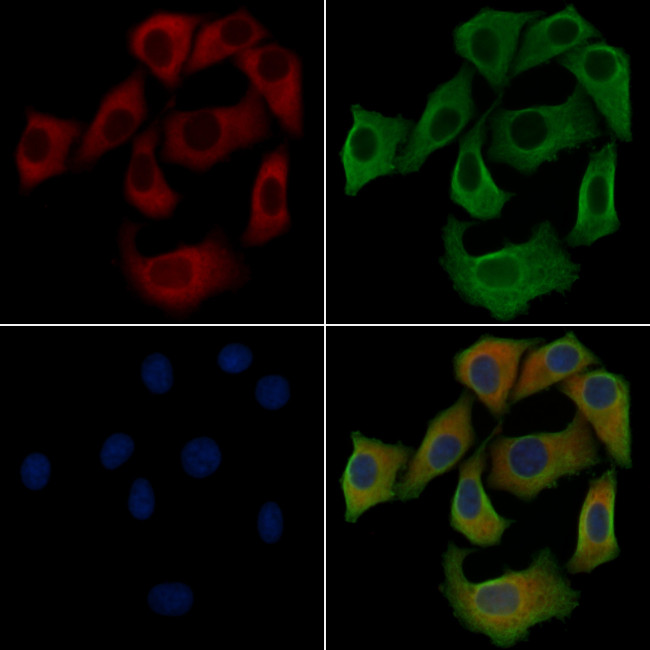 G3BP2 Antibody in Immunocytochemistry (ICC/IF)