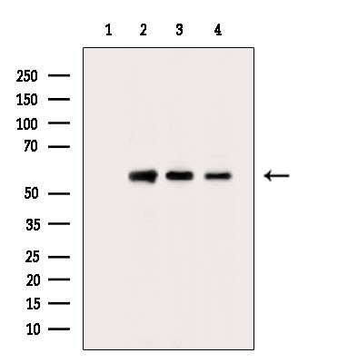 G3BP2 Antibody in Western Blot (WB)