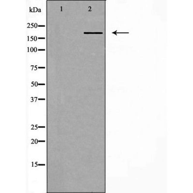 IQGAP1 Antibody in Western Blot (WB)