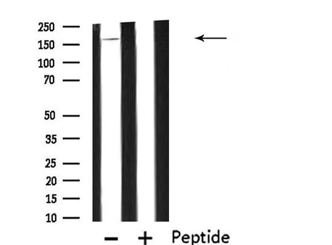 IQGAP1 Antibody in Western Blot (WB)