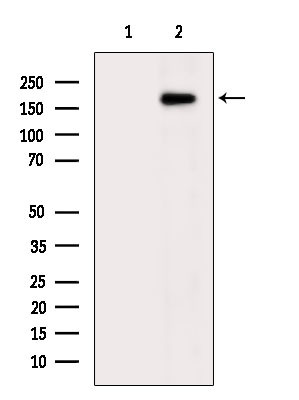 IQGAP3 Antibody in Western Blot (WB)