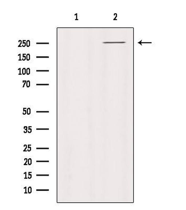 PTPRZ Antibody in Western Blot (WB)