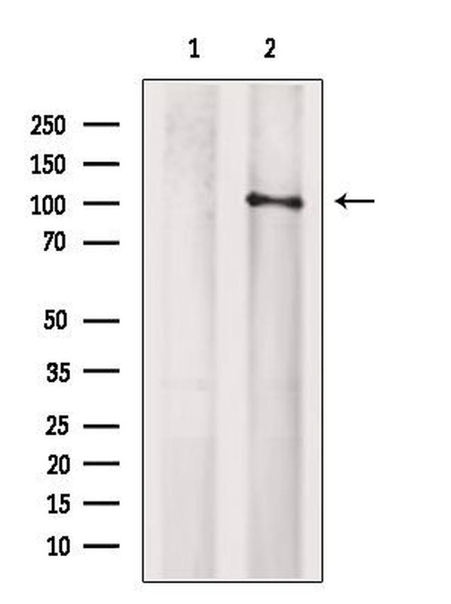 ARHGEF1 Antibody in Western Blot (WB)