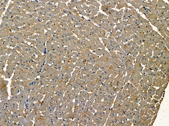 PLK2 Antibody in Immunohistochemistry (Paraffin) (IHC (P))