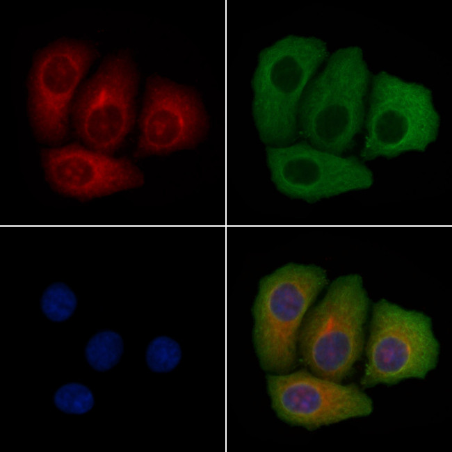 SERPINB9 Antibody in Immunocytochemistry (ICC/IF)