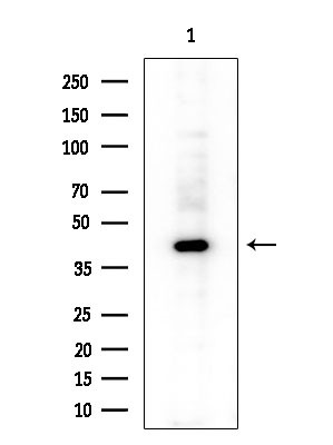 SERPINB9 Antibody in Western Blot (WB)