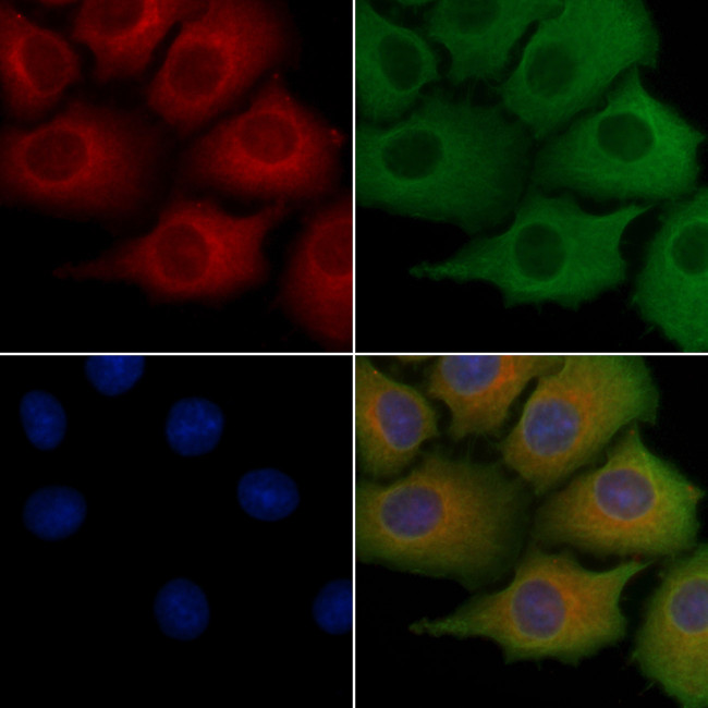 SH3GL2 Antibody in Immunocytochemistry (ICC/IF)