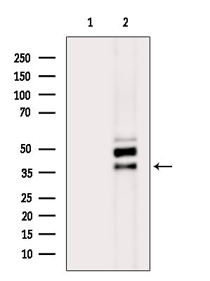 SH3GL2 Antibody in Western Blot (WB)